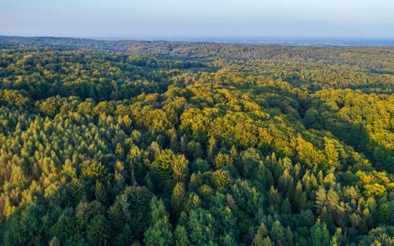 Natura - Las o złotej godzinie z obiektywu drona - drone x vision