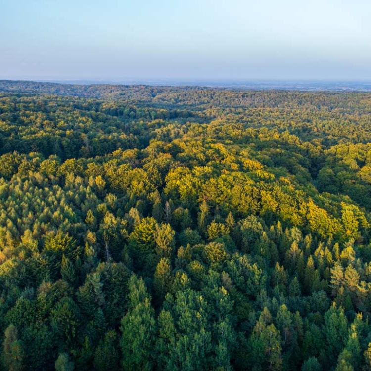Natura - Las o złotej godzinie z obiektywu drona - drone x vision