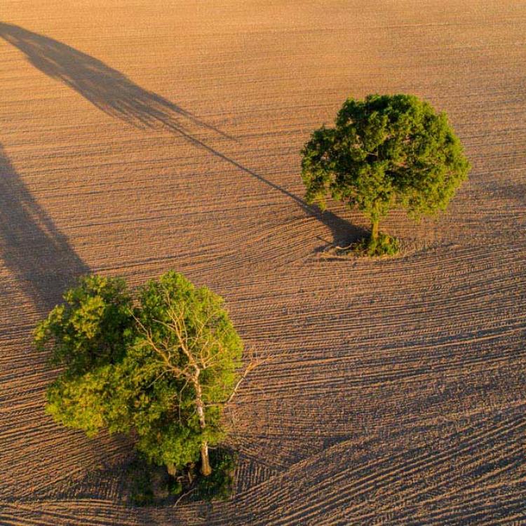 Foto z lotu ptaka - Drone X Vision - złota godzina nad polami