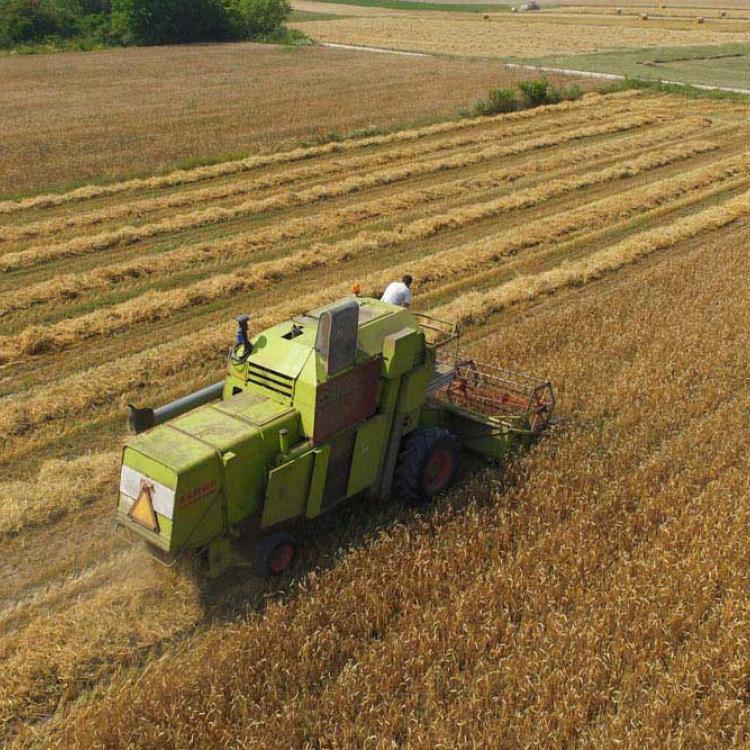 Zdjęcie z lotu ptaka - Drone X Vision - Żniwa kombajnem - wieś